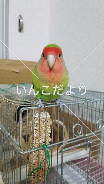 迷い鳥の写真