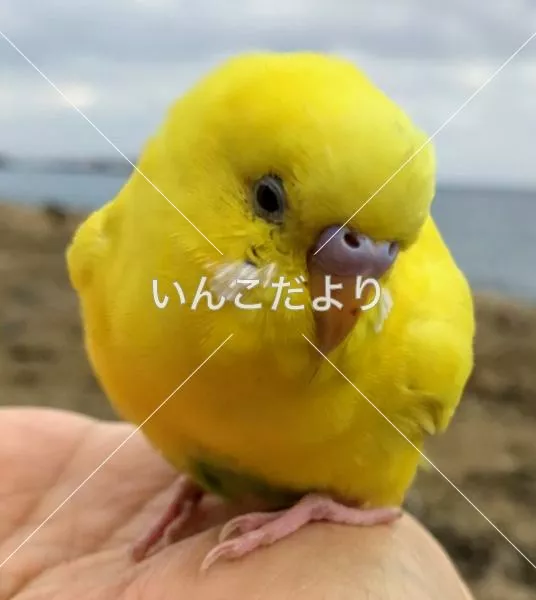 保護鳥の写真