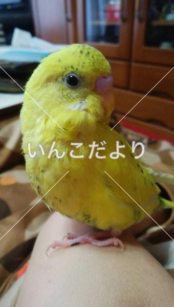 迷い鳥の写真
