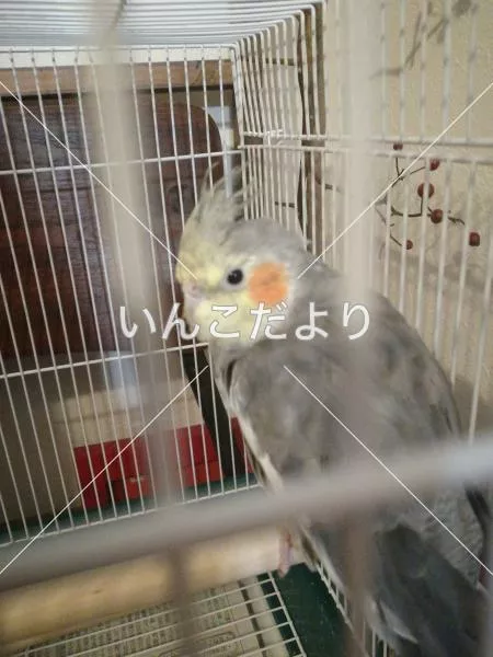 保護鳥の写真