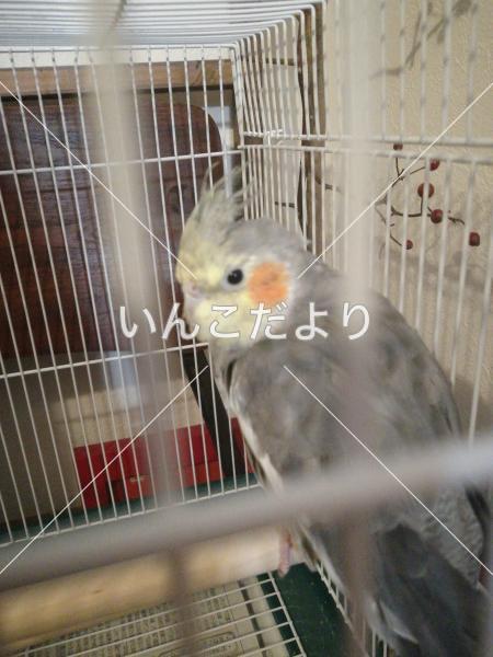 保護鳥の写真