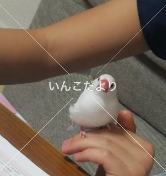 迷い鳥の写真