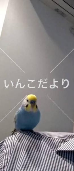 迷い鳥の写真