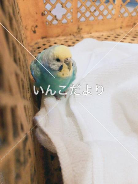 保護鳥の写真