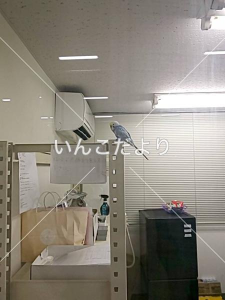 保護鳥の写真