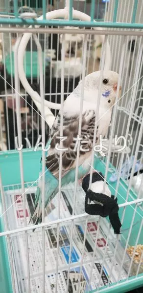 保護鳥の写真