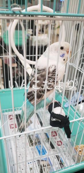 保護鳥の写真