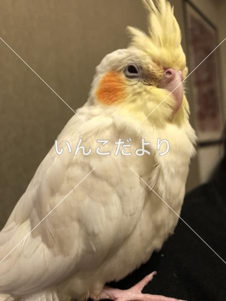 迷い鳥の写真