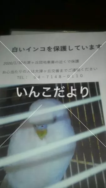 保護鳥の写真