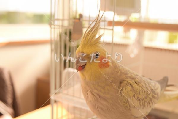 迷い鳥の写真