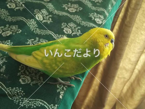 迷い鳥の写真