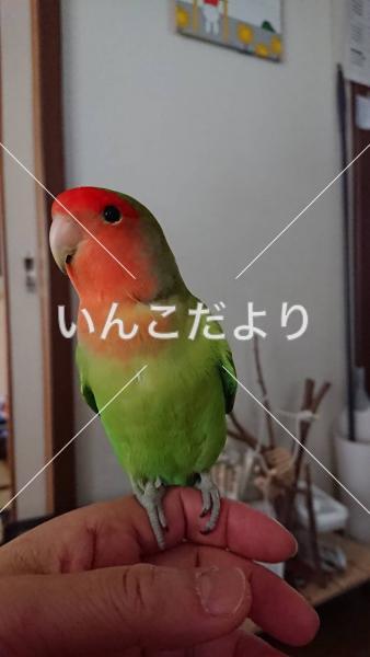 迷い鳥の写真