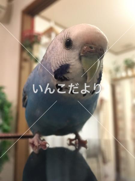 迷い鳥の写真