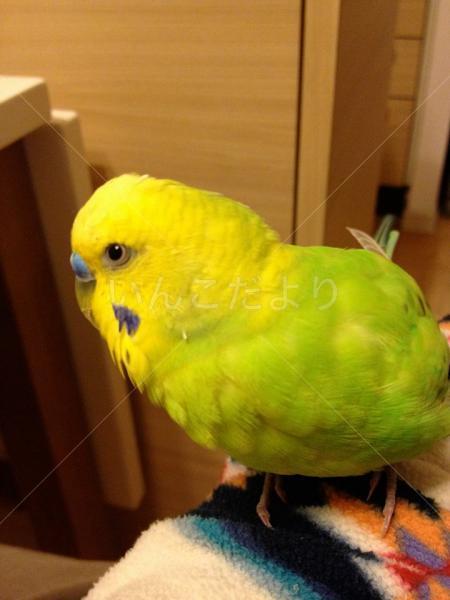 迷い鳥の写真