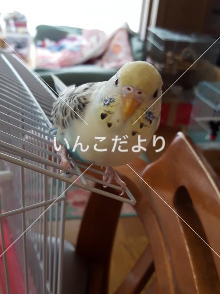 迷い鳥の写真