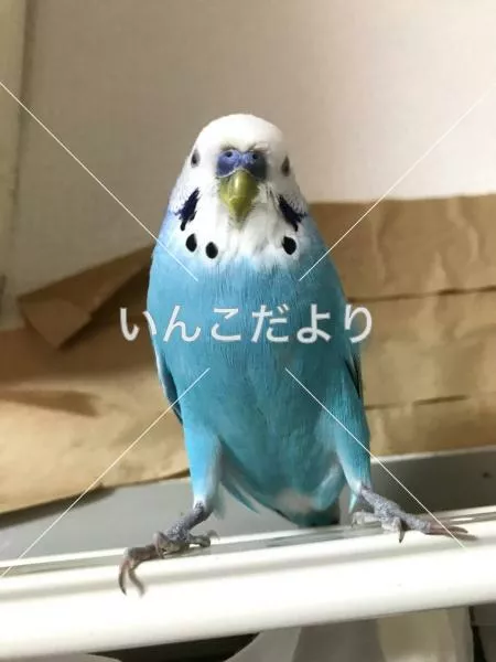 迷い鳥の写真