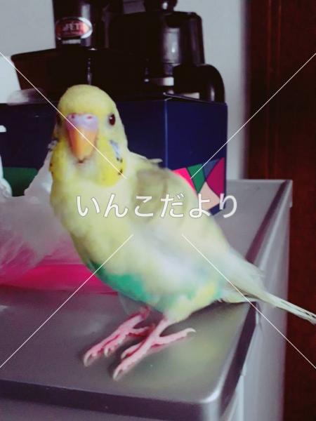 迷い鳥の写真