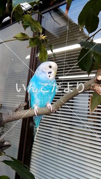 保護鳥の写真
