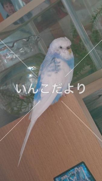 迷い鳥の写真