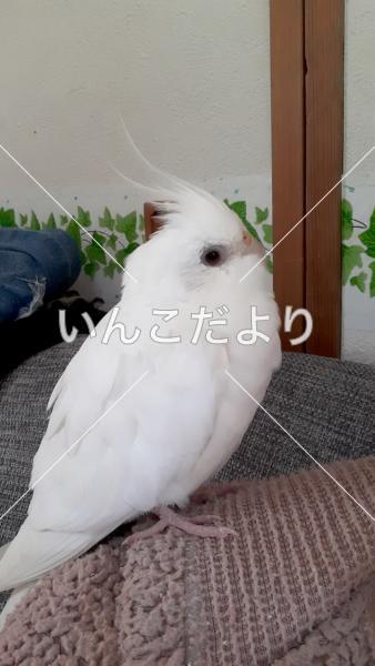 迷い鳥の写真
