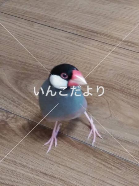 迷い鳥の写真
