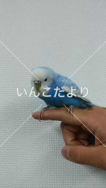 保護鳥の写真