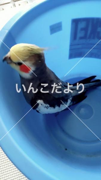 保護鳥の写真