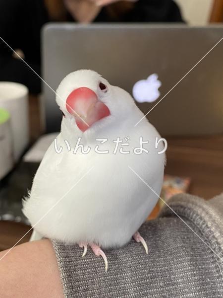 迷い鳥の写真