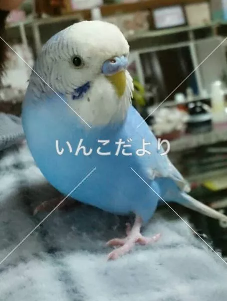 保護鳥の写真
