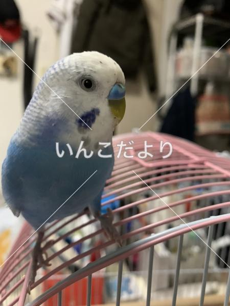 迷い鳥の写真