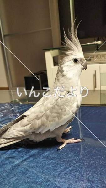 迷い鳥の写真