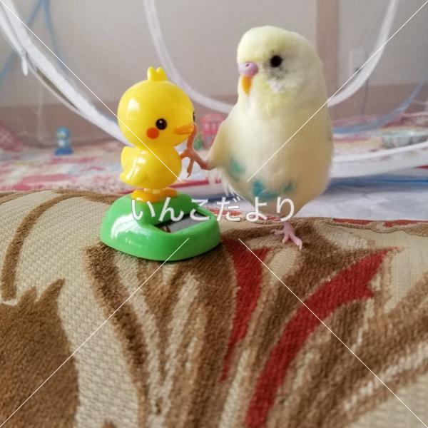 迷い鳥の写真