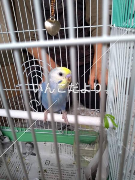 迷い鳥の写真
