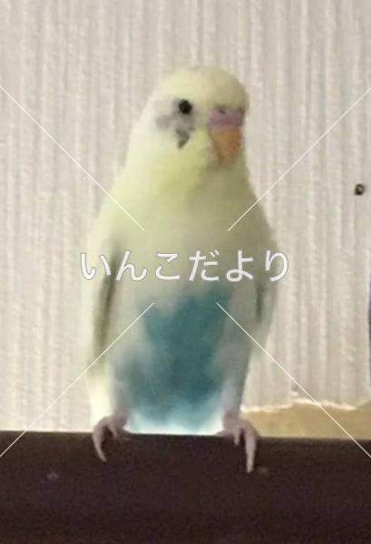 迷い鳥の写真
