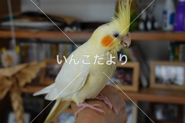迷い鳥の写真