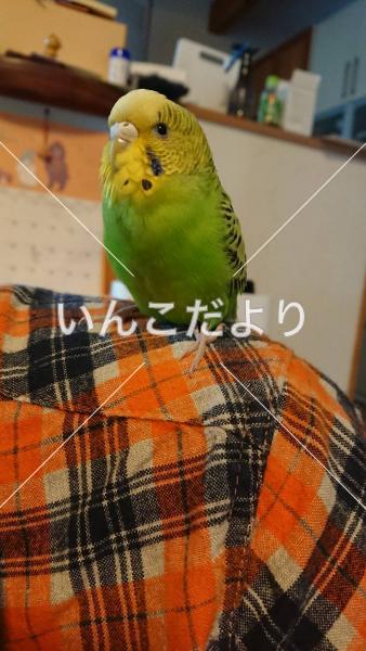 迷い鳥の写真