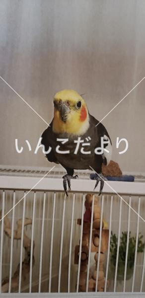 迷い鳥の写真