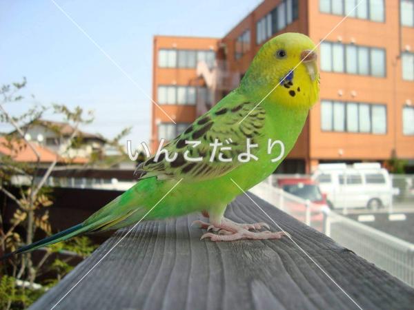迷い鳥の写真