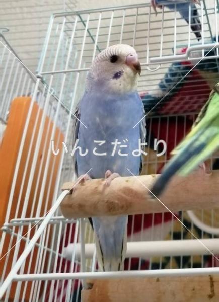 迷い鳥の写真