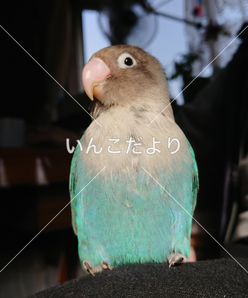 迷い鳥の写真