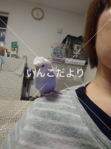 迷い鳥の写真