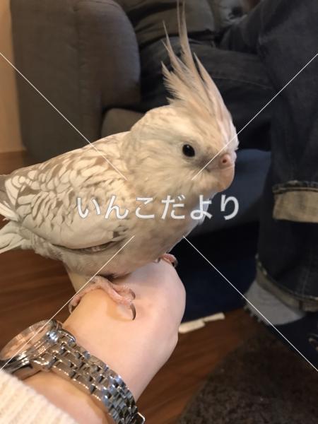迷い鳥の写真