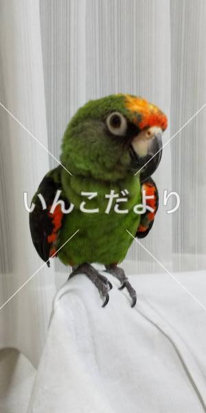 迷い鳥の写真