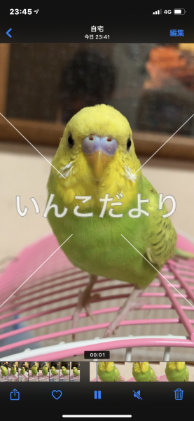 迷い鳥の写真
