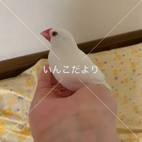 迷い鳥の写真