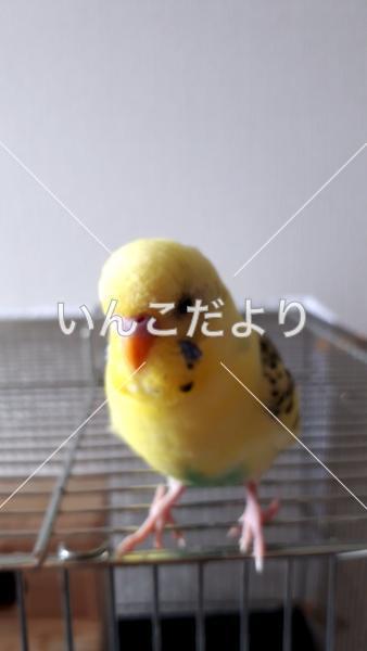 迷い鳥の写真