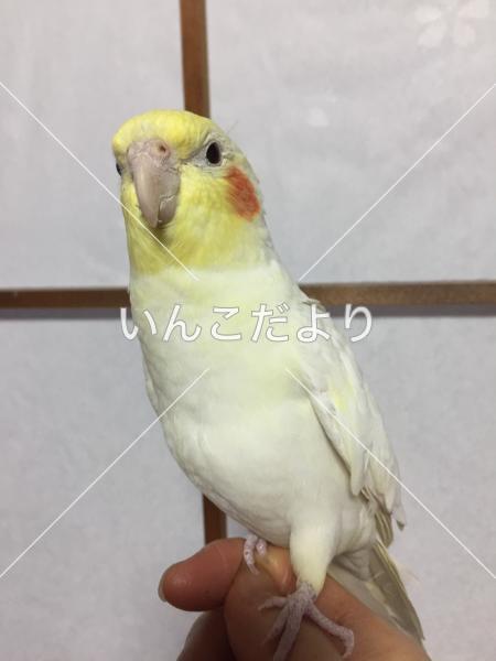 迷い鳥の写真
