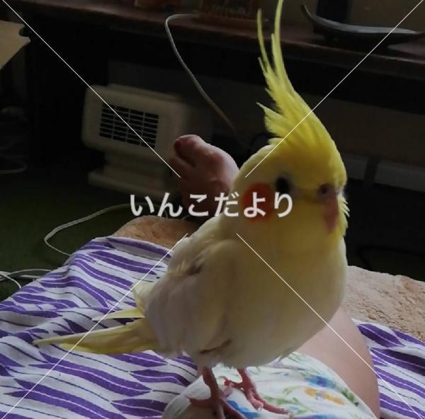 迷い鳥の写真