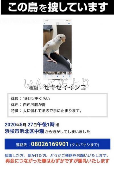 迷い鳥の写真