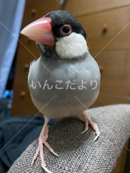 迷い鳥の写真